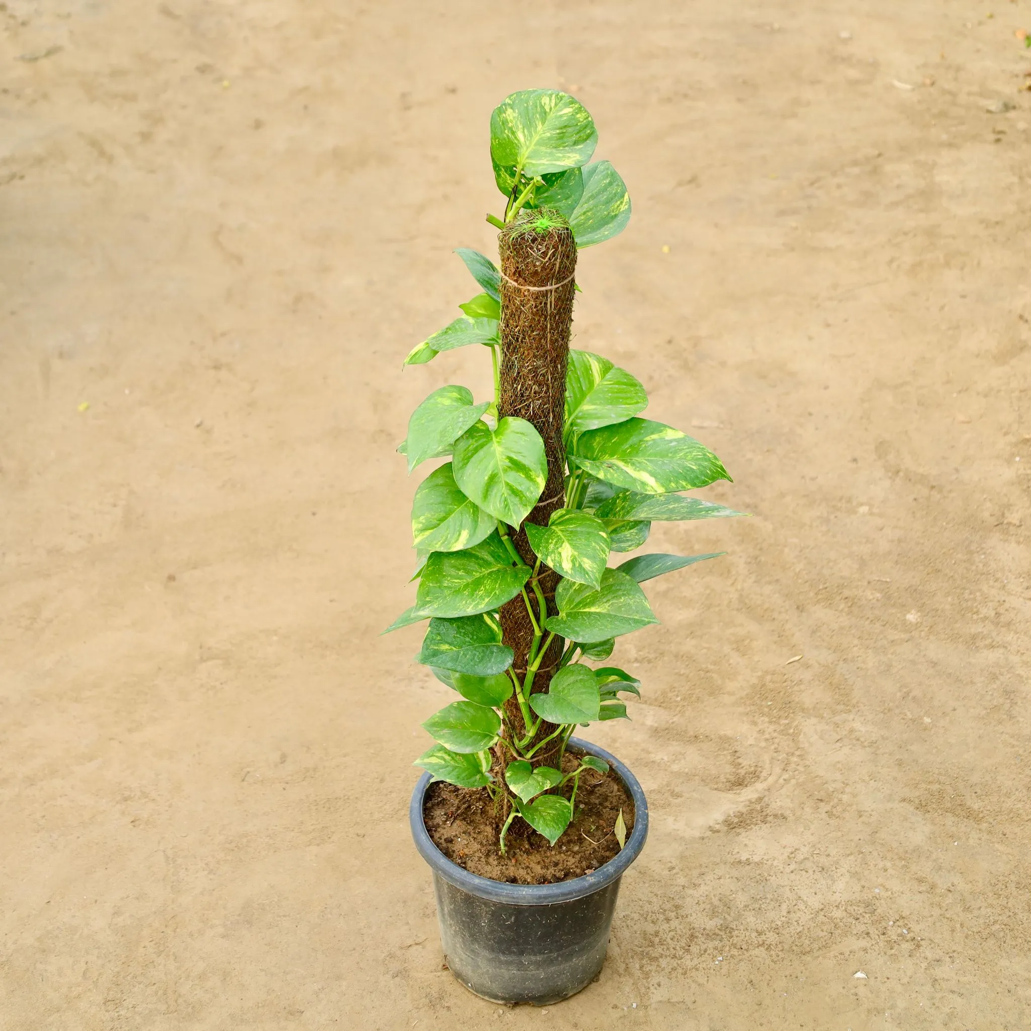 Money Plant with 3 Ft Moss Stick in 10 Inch Nursery Pot