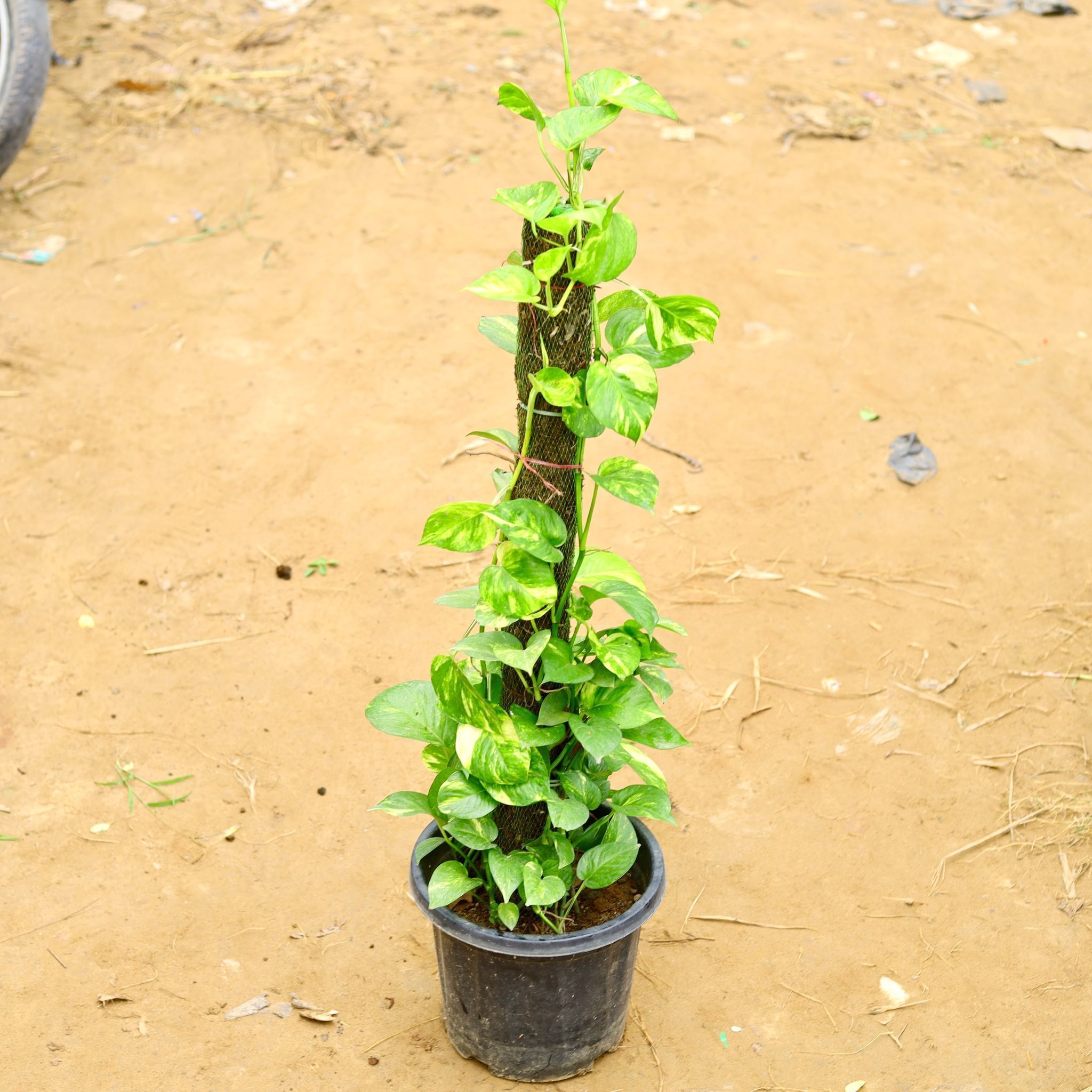 Money plant with Moss Stick (~ 3 Ft) in 10 Inch Nursery Pot