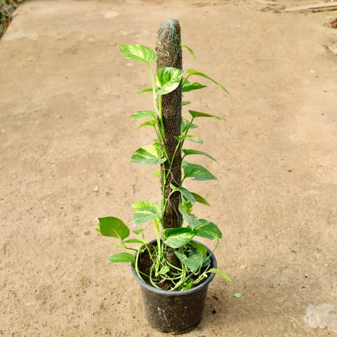 Money Plant with Moss Stick in 10 Inch Nursery Pot