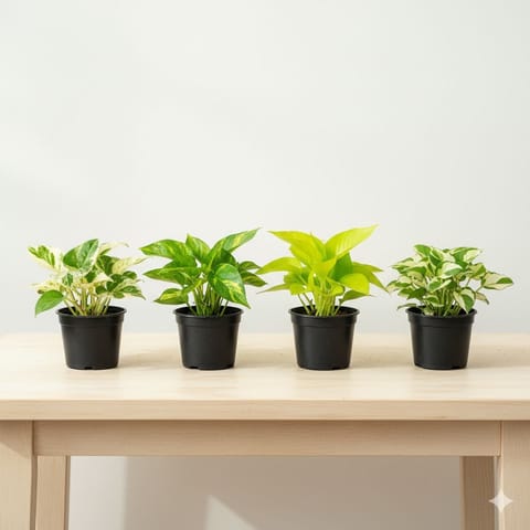 Money Plant Special - Set of 4 - Money Plant (Green, N'Joy, Golden & White) in 4 Inch Nursery Pot