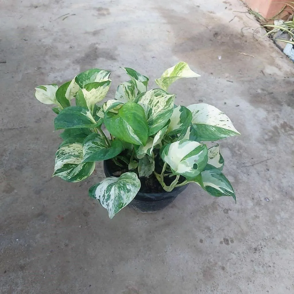 Money Plant Vareigated in 8 Inch Basket