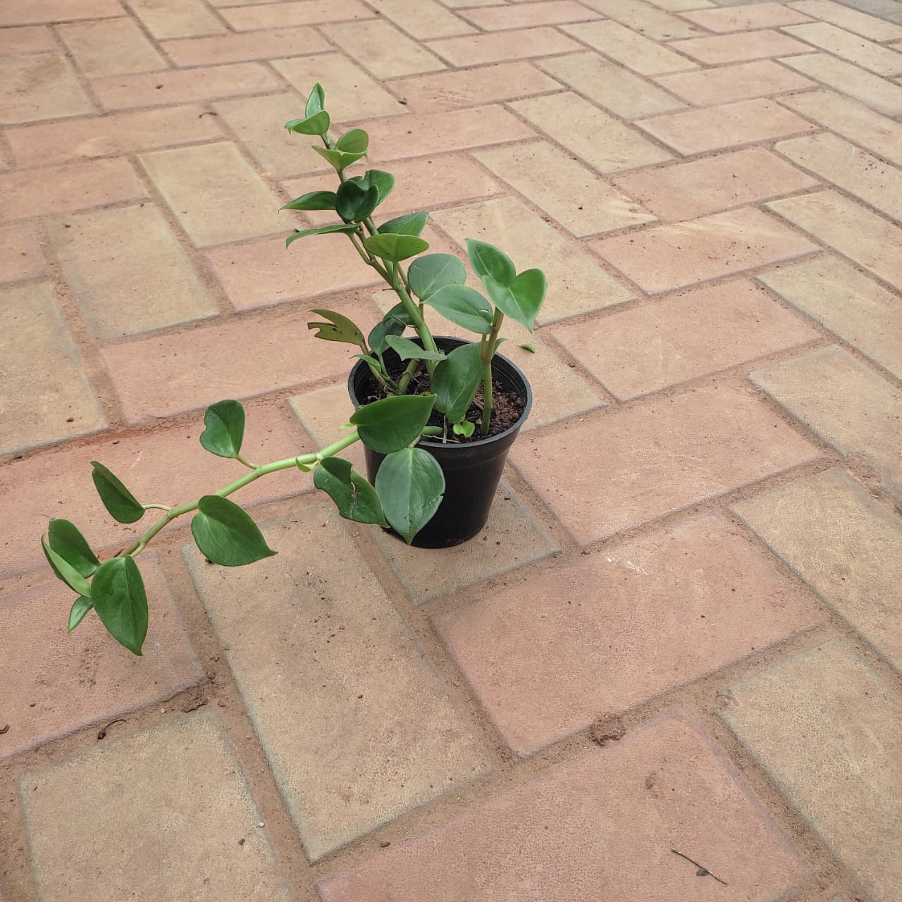 Money Plant Variegated in 3 Inch Nursery Pot