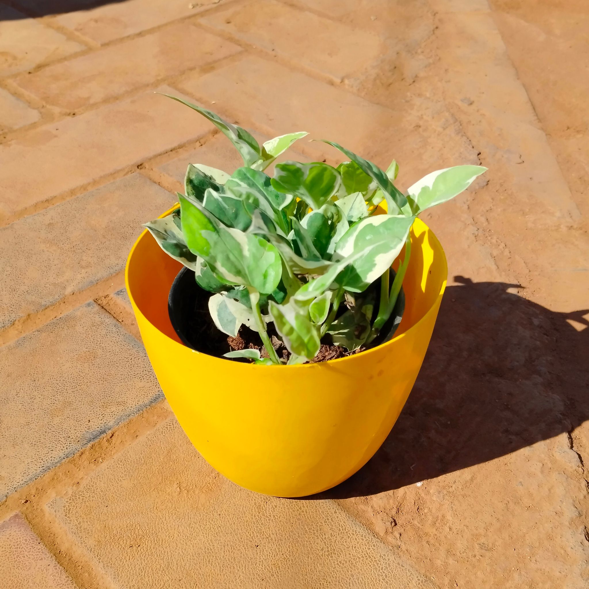 Money Plant N'joy in 6 Inch Yellow Premium Orchid Round Plastic Pot