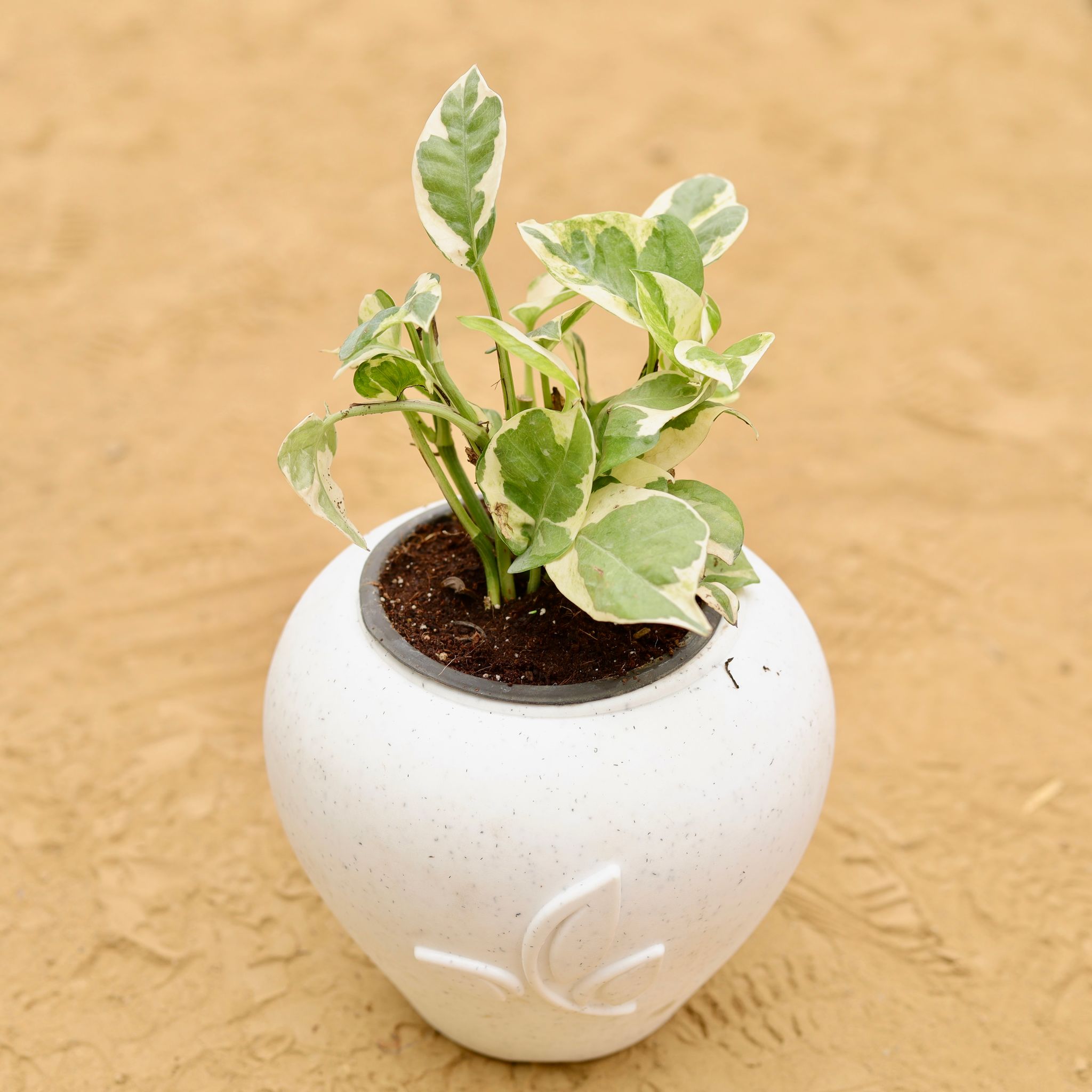 Money Plant N'Joy in 7 Inch Plain White Premium Apple Leaf Plastic Pot