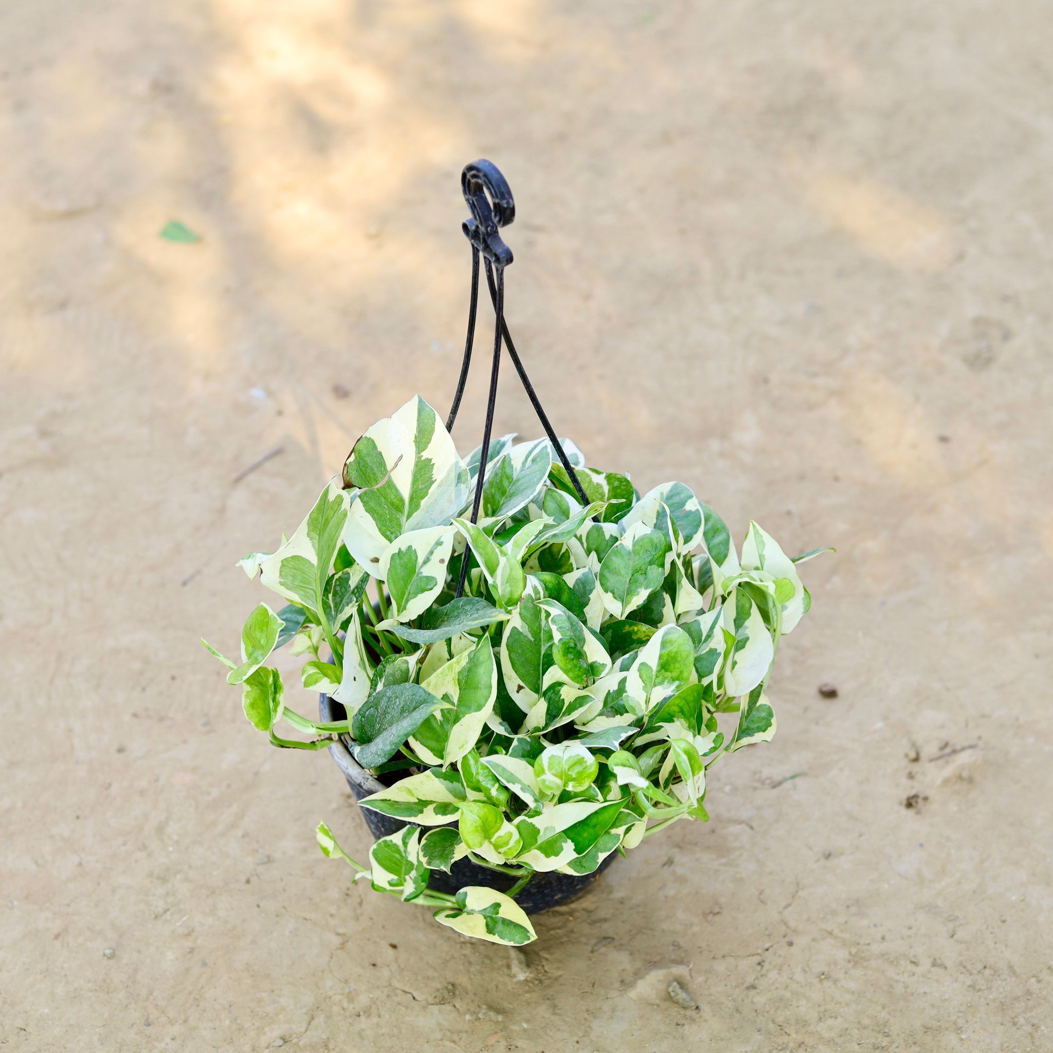 Money Plant N'joy in 8 Inch Hanging Basket