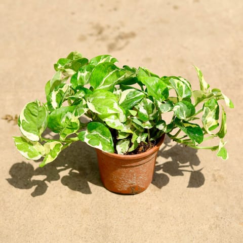 Money Plant Njoy in 4Inch Nursery Pot