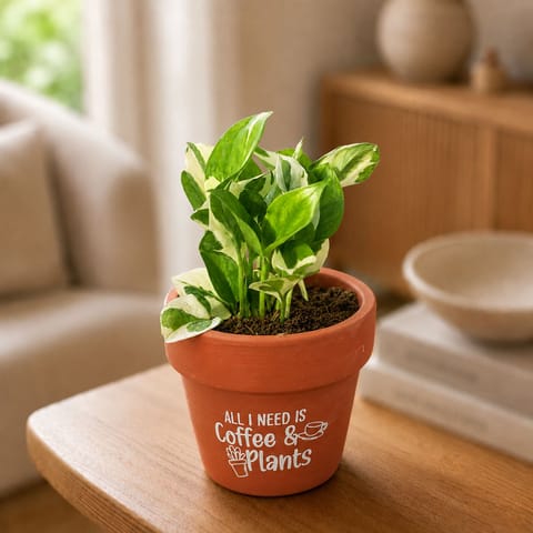 Money Plant N'Joy in 5 inch Brew & Blosssom Premium Clay Terracotta Planter - in Premium Gifting Box