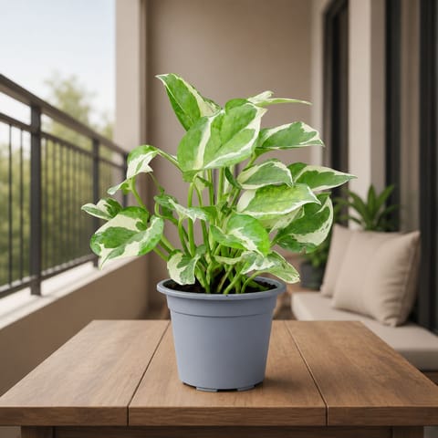 Money Plant N'Joy in 5 Inch Nursery Pot