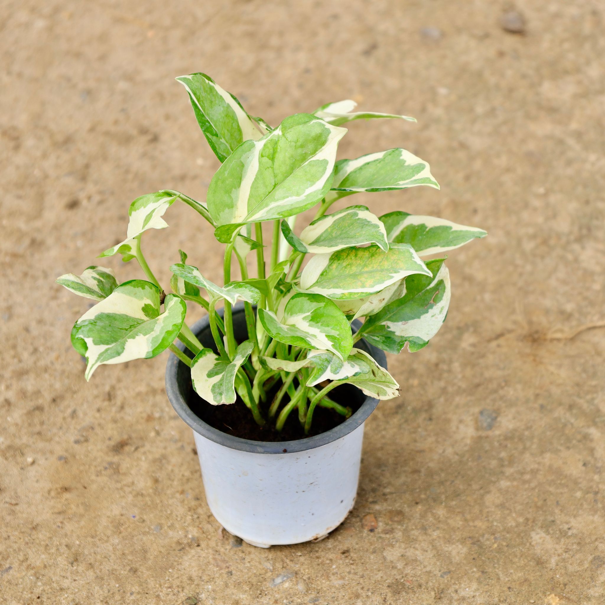 Money Plant N'Joy in 5 Inch Nursery Pot