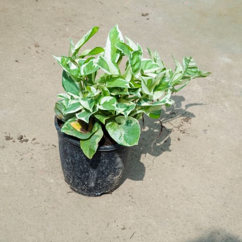 Money Plant N'Joy in 5 Inch Nursery Pot