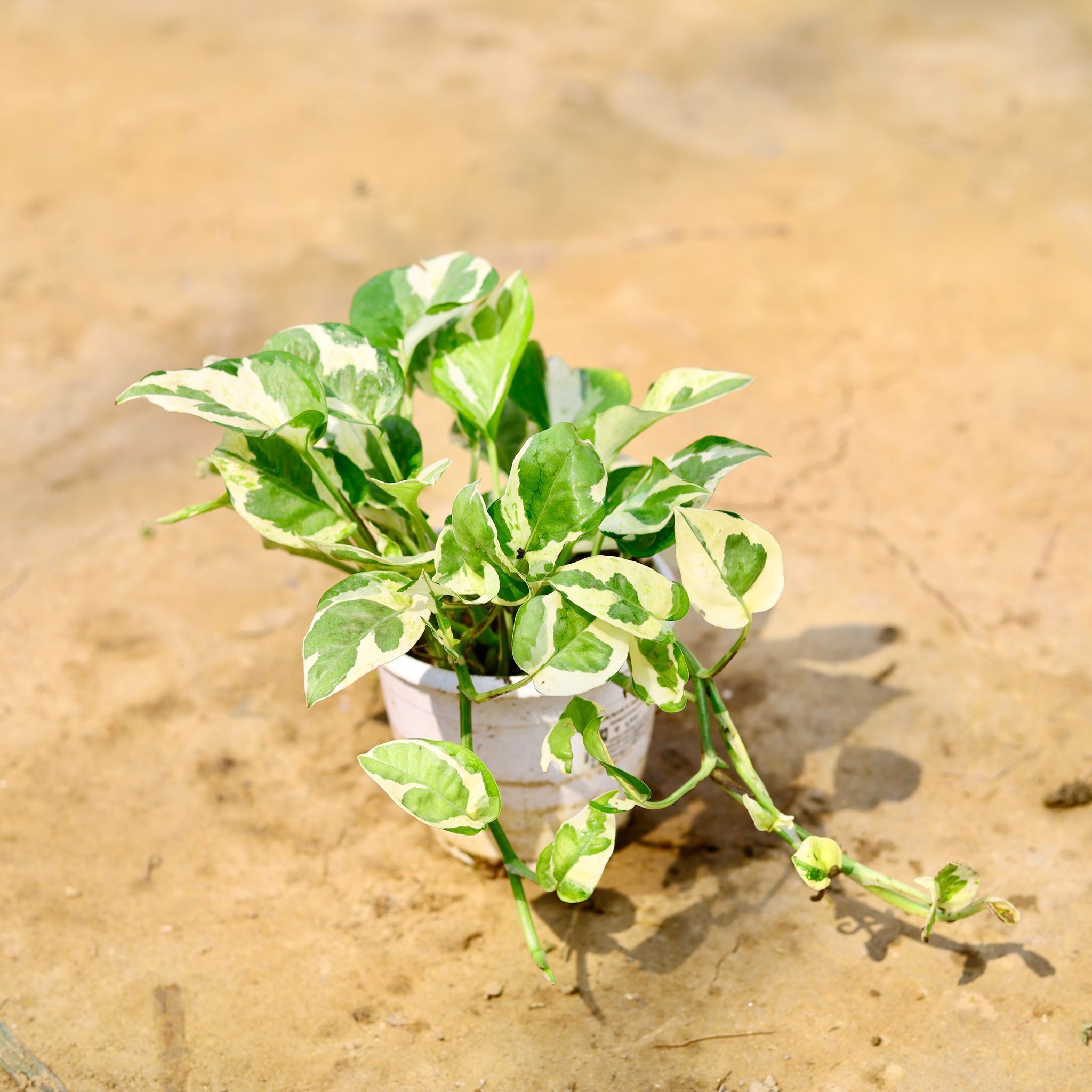 Money Plant N'Joy in 5 Inch Nursery Pot