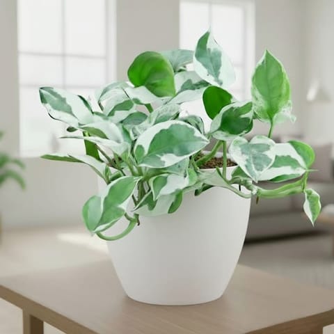 Money Plant N'Joy in 4 Inch White Classy Cup Ceramic Pot
