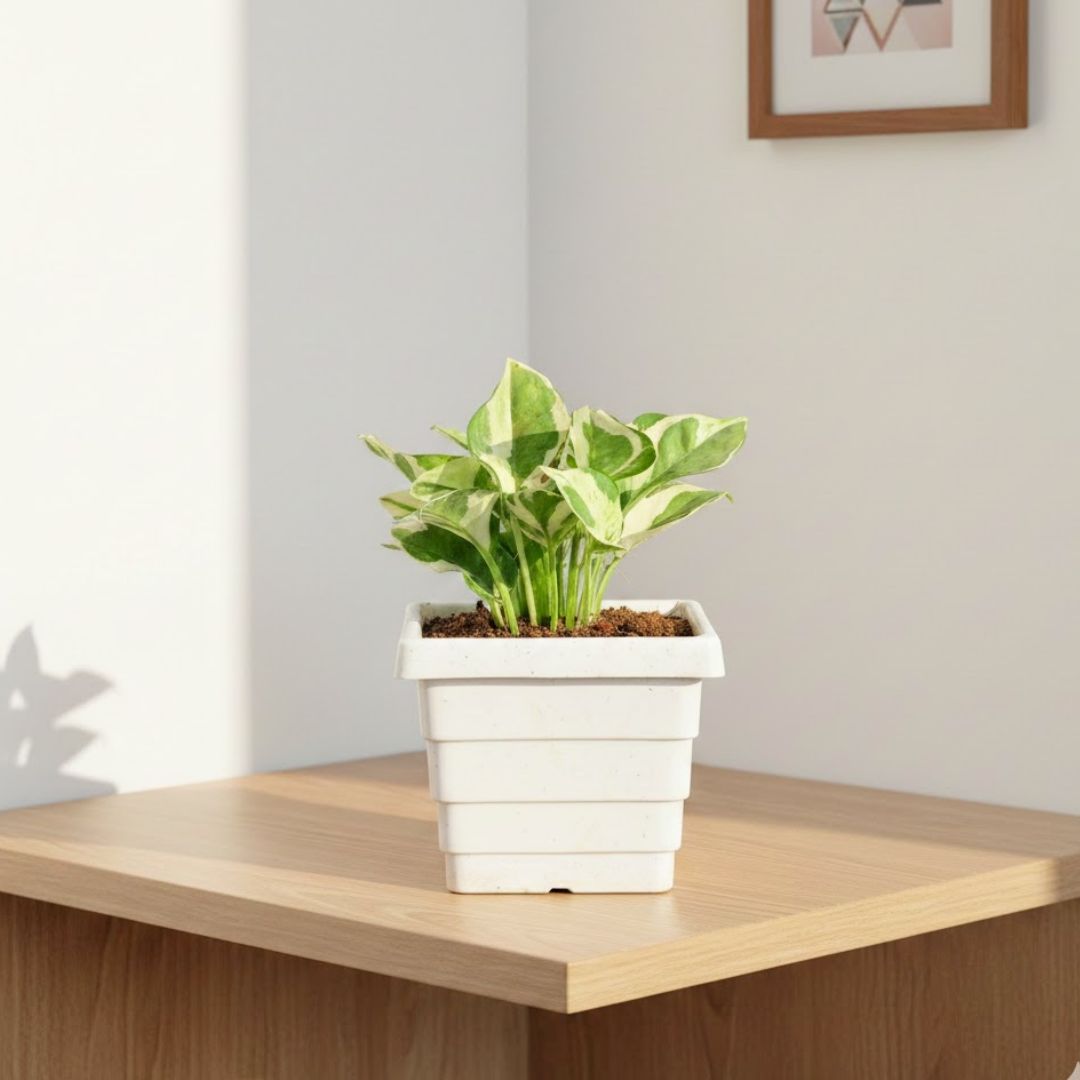 Money Plant N'joy in 4 Inch White Marble Premium Orchid Square Plastic Pot