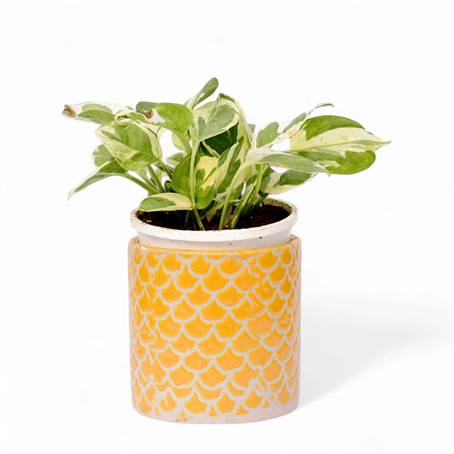 Money Plant N'Joy in 4 Inch Yellow Fishscale Textured Cylindrical Ceramic Pot