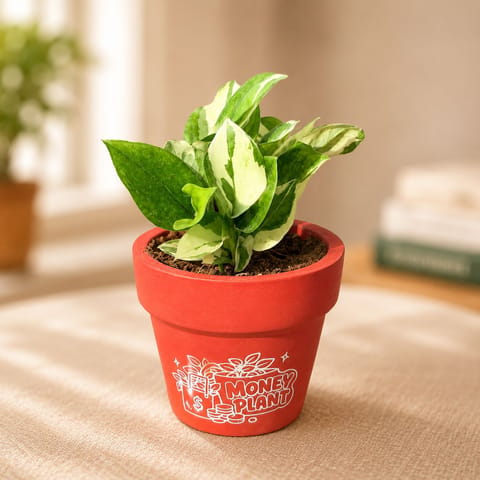 Money Plant N'Joy in 4 Inch Money Plant Premium Clay Terracotta Planter - in Premium Gifting Box