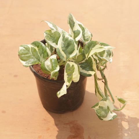 Money Plant N'Joy in 4 Inch Nursery Pot