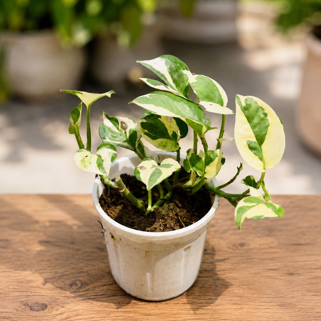 Money Plant N'Joy in 4 Inch Nursery Pot