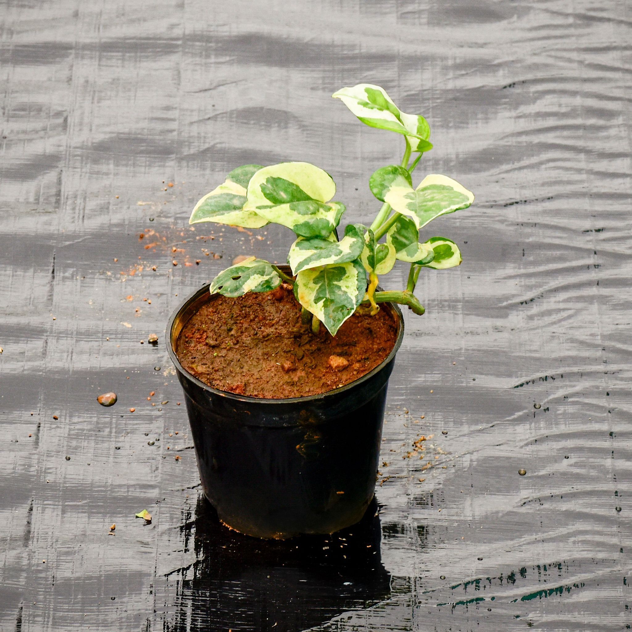 Money Plant N'Joy in 4 Inch Nursery Pot