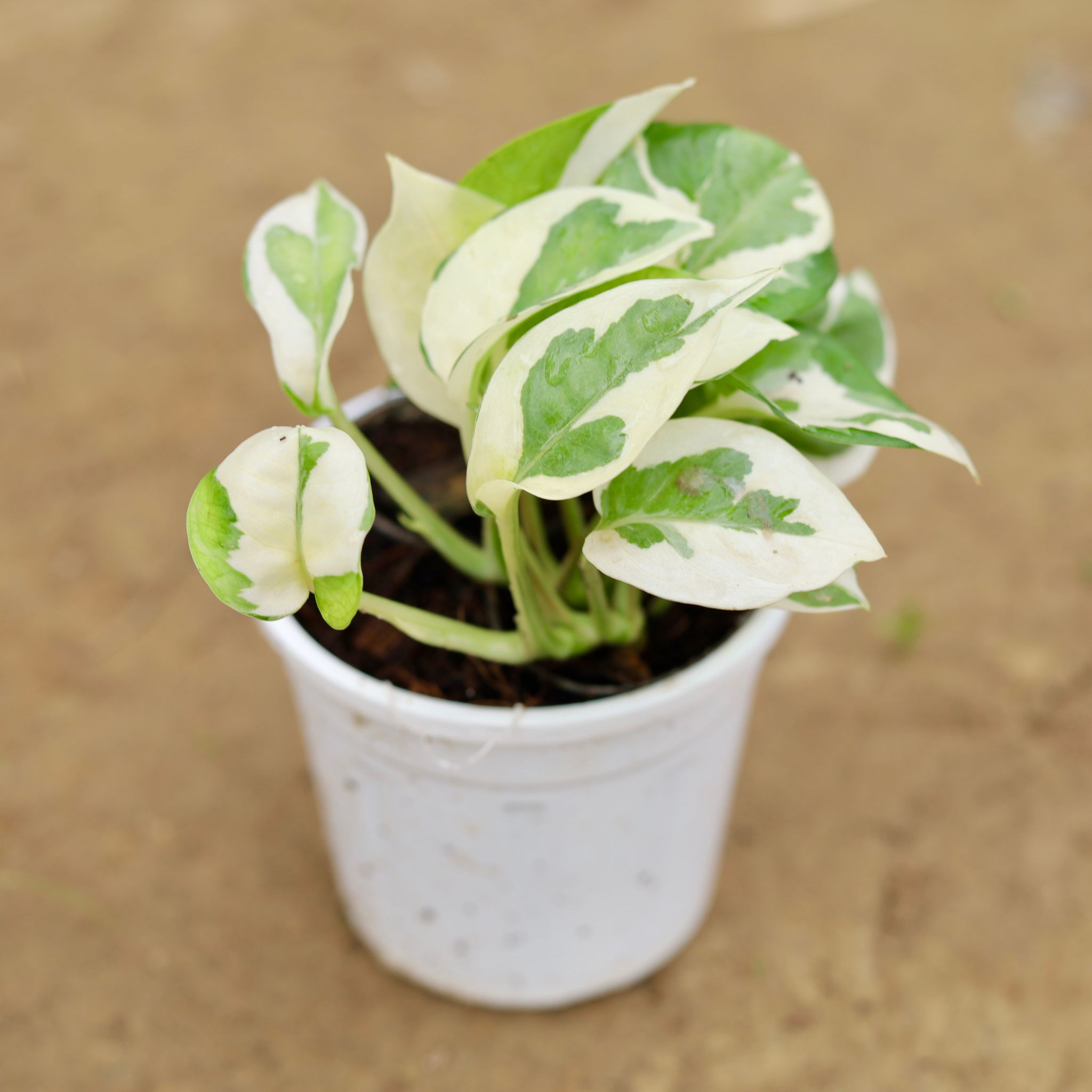 Money Plant N'joy in 4 Inch Nursery Pot