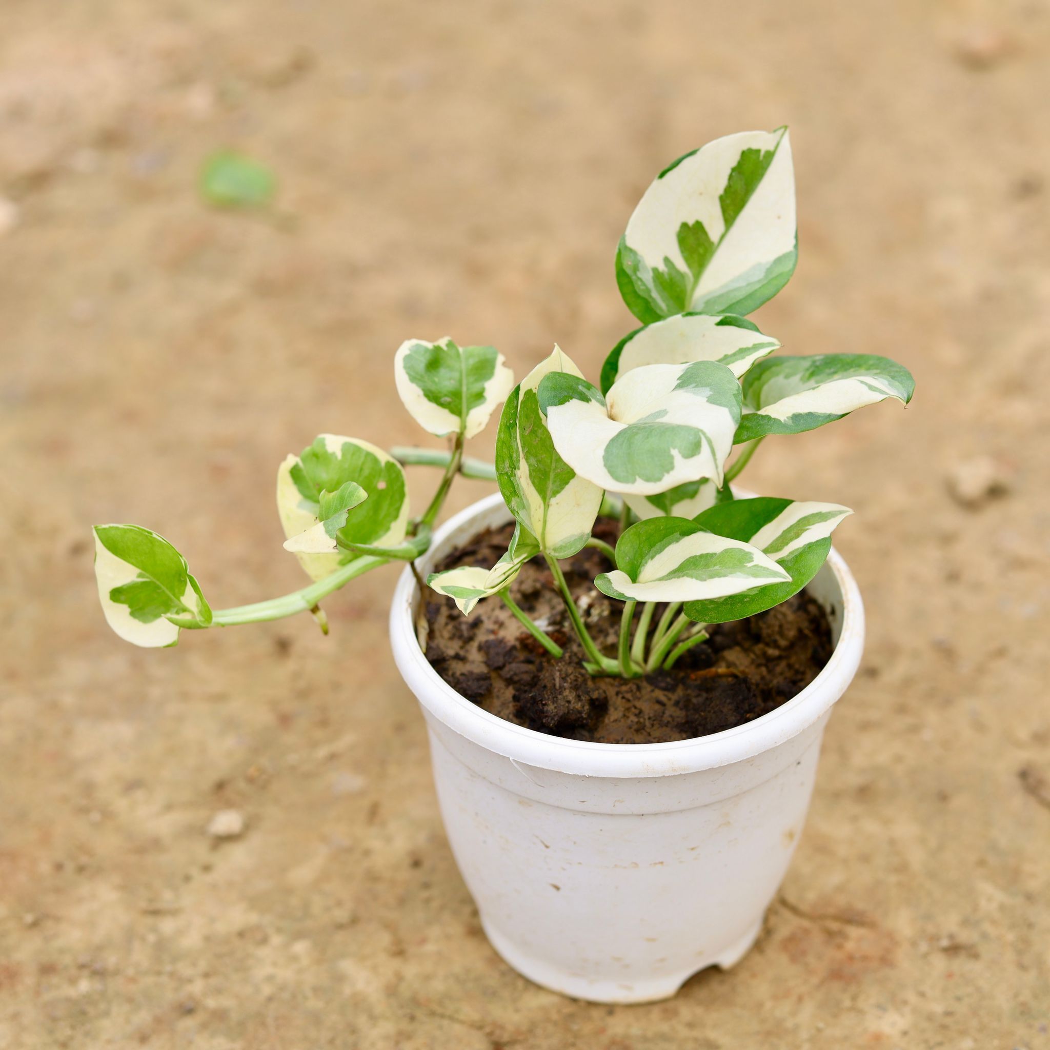 Money Plant N'joy in 4 Inch Nursery Pot (any colour)
