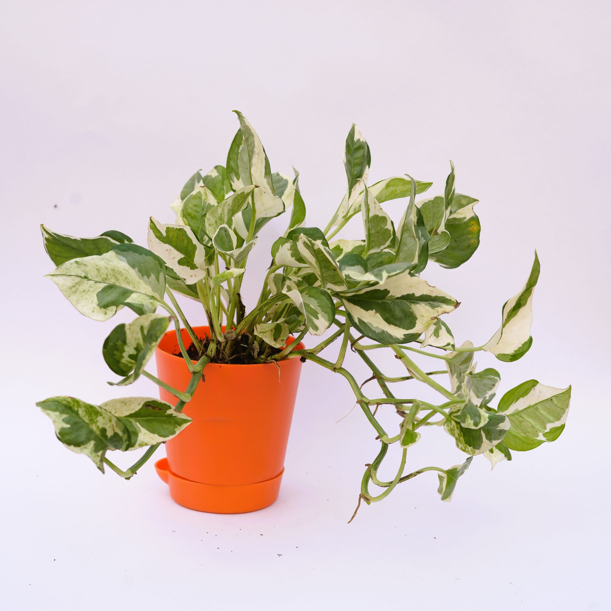 Money Plant N'joy in 4 Inch Orange Florence Self Watering Pot