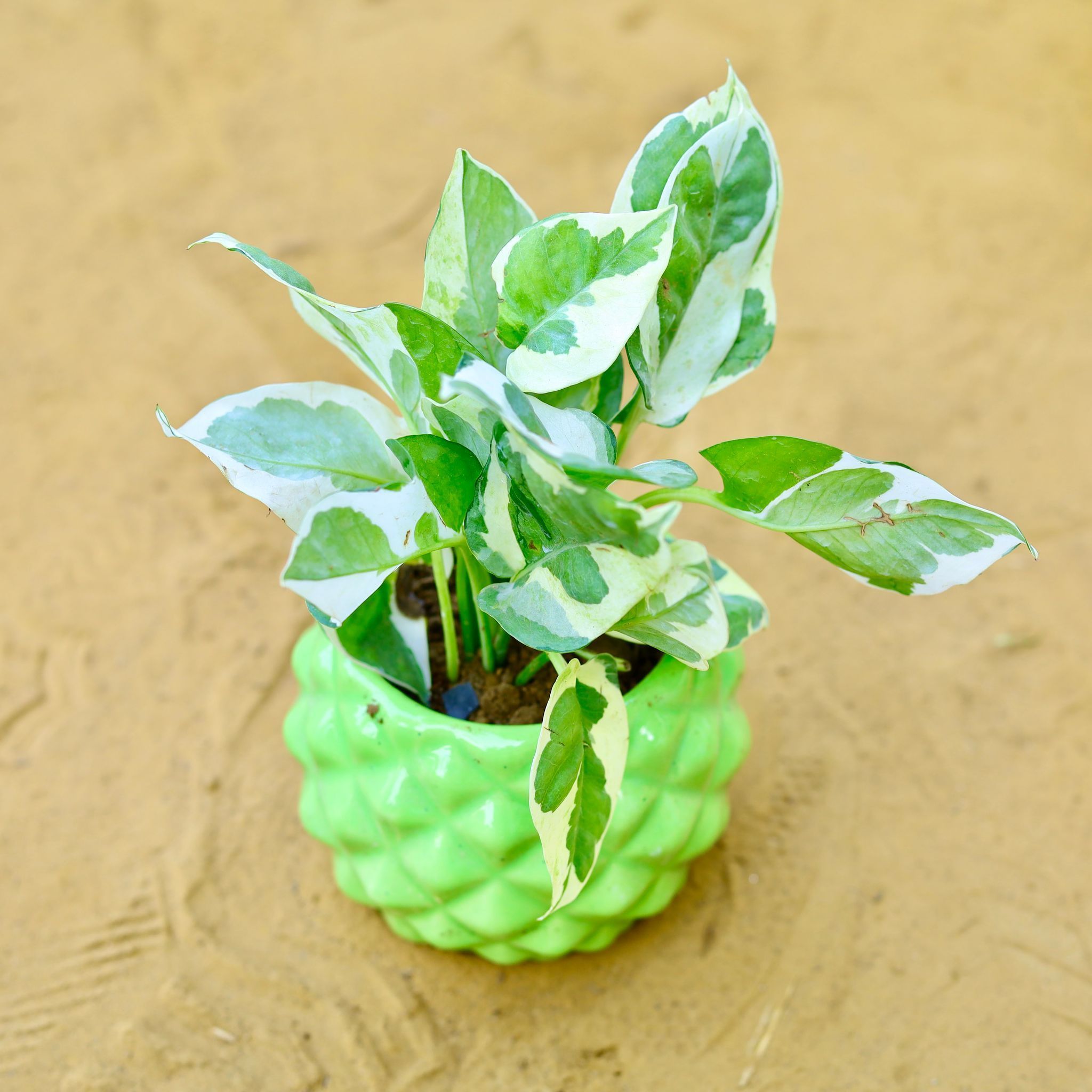Money Plant N'Joy in 4 Inch Classy Green Pineapple Textured Designer Ceramic Pot