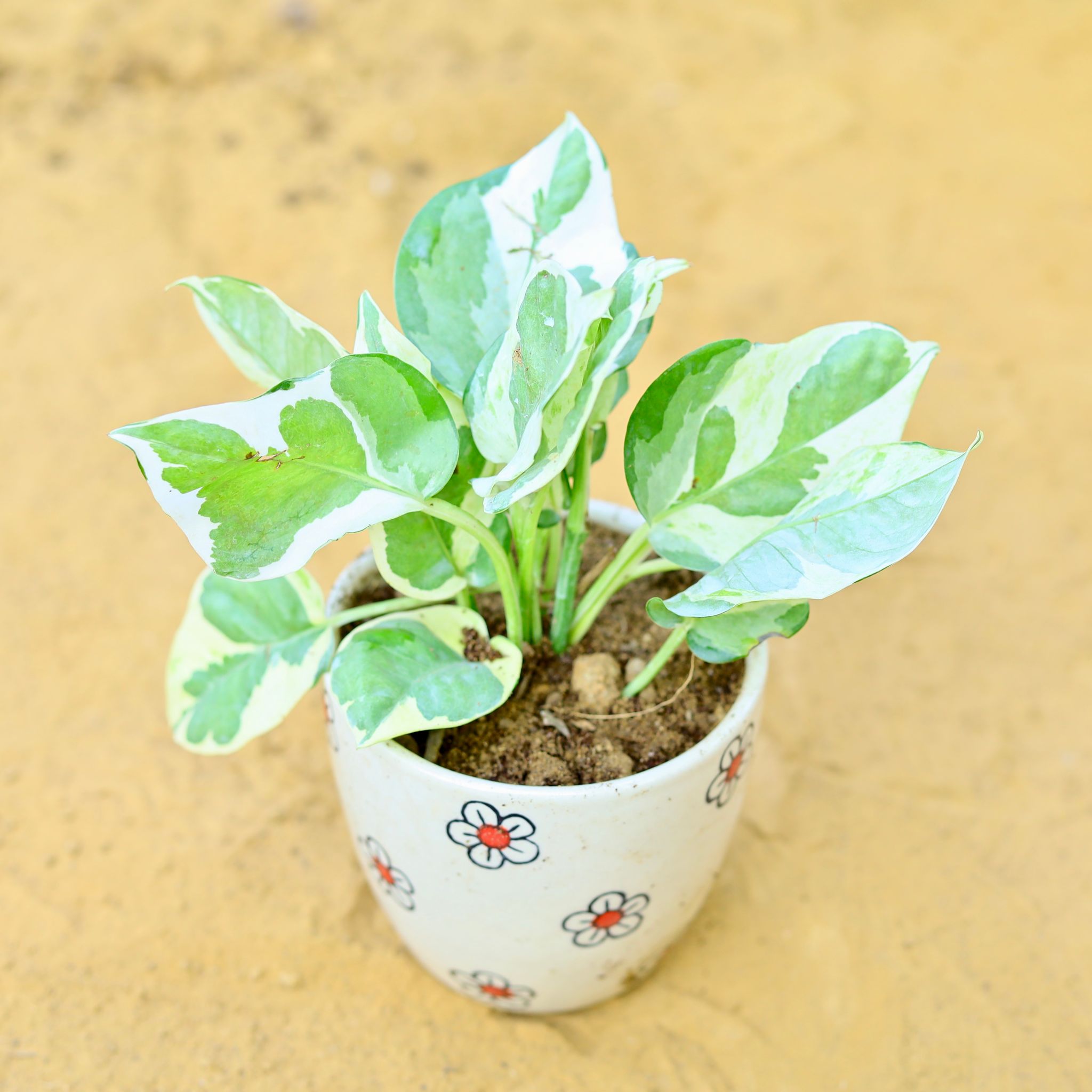 Money Plant N'Joy in 4 Inch Cream Handcrafted Floral Red Ceramic Pot- Gloss Finish Indoor Plant Pot, Succulent Planter, Home D cor