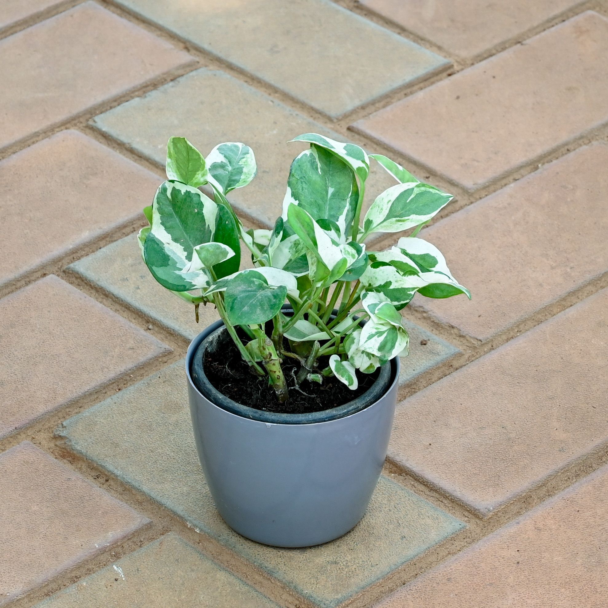 Money Plant N'Joy in 4 Inch Grey Premium Orchid Round Plastic Pot