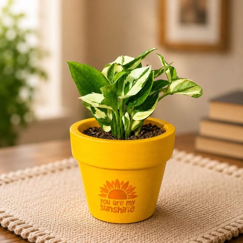 Money Plant N'Joy in 4 Inch Happy Sunshine Premium Clay Terracotta Planter - in Premium Gifting Box
