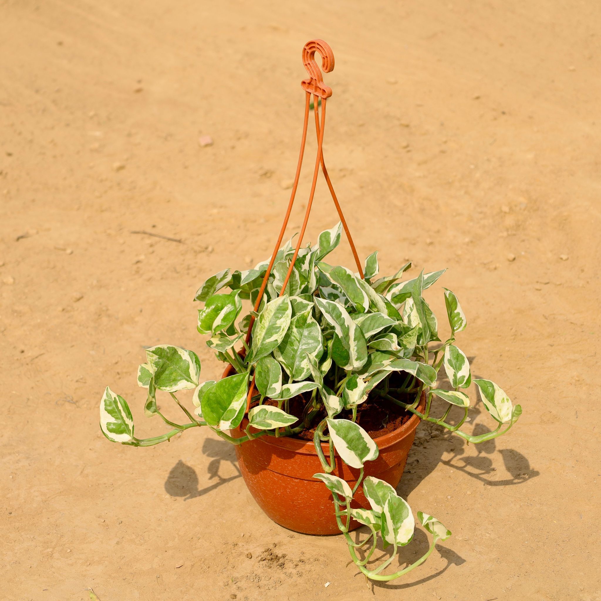 Money Plant Marble in 8 Inch Hanging Basket (Any Colour)