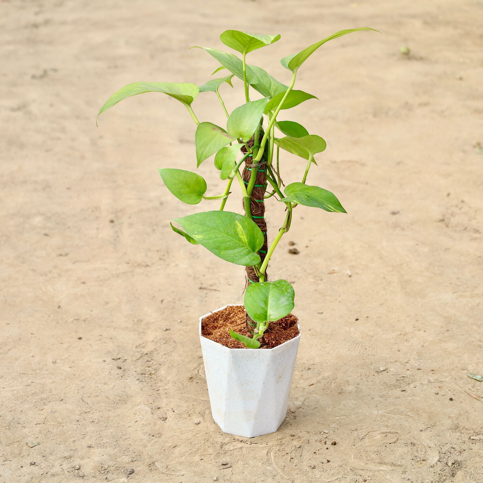 Money Plant Moss Stick In 6 Inch Daimanti Plastic Pot (Any Colour)