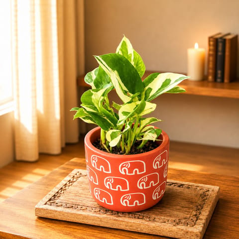 Money Plant N'joy  in 4 Inch Gajraaj Premium Clay Terracotta Planter - in Premium Gifting Box