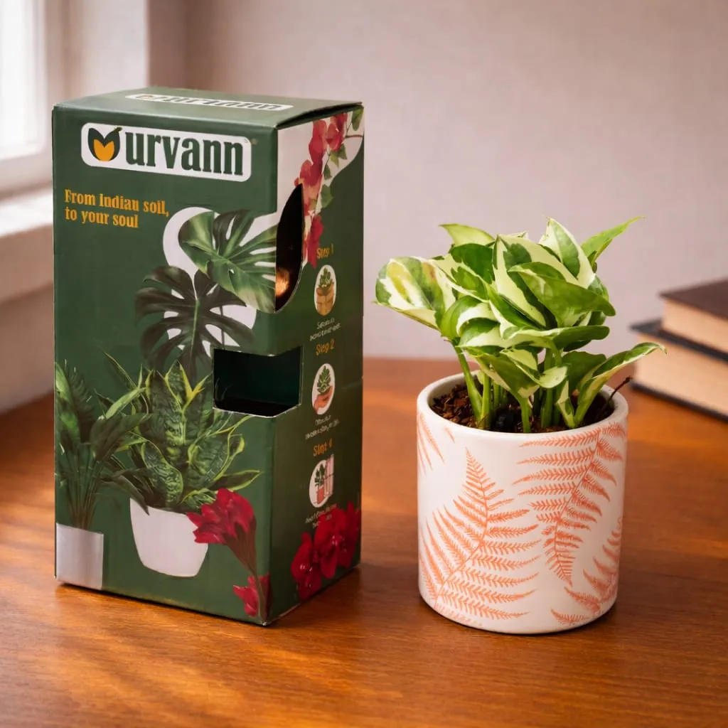Money Plant N'Joy in 4 inch Leaf Sunset Stem Pipe Ceramic Planter - in Premium Gifting Box