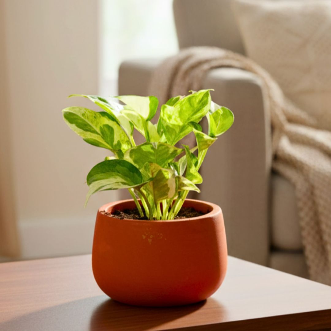 Money Plant N'joy in 4 inch Aaroh Maati Pot - Modern Curved Handcrafted Appeal