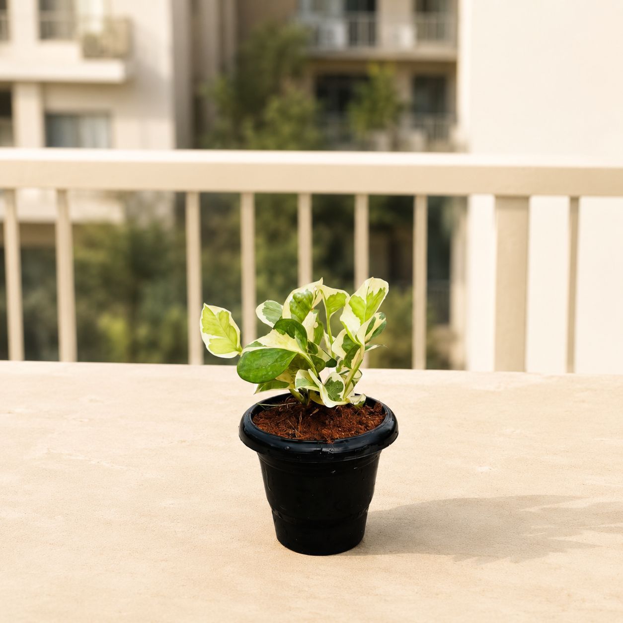 Money Plant N'Joy in 4 Inch Black Classy Plastic Pot