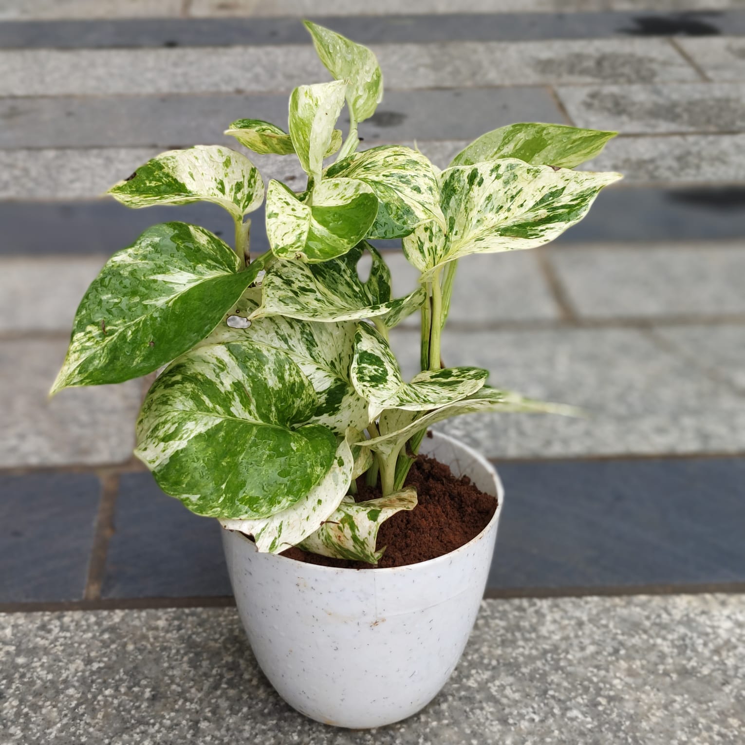 Money Plant Marble in 4 Inch White Premium Orchid Round Plastic Pot