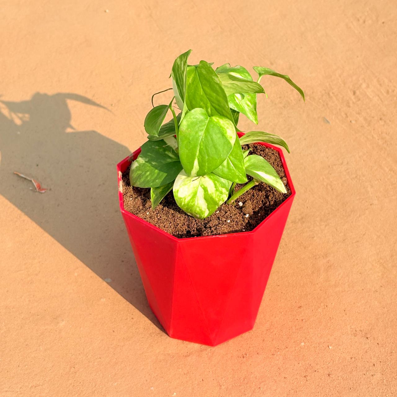 Money Plant Marble in 6 Inch Red Diamanti Plastic Pot