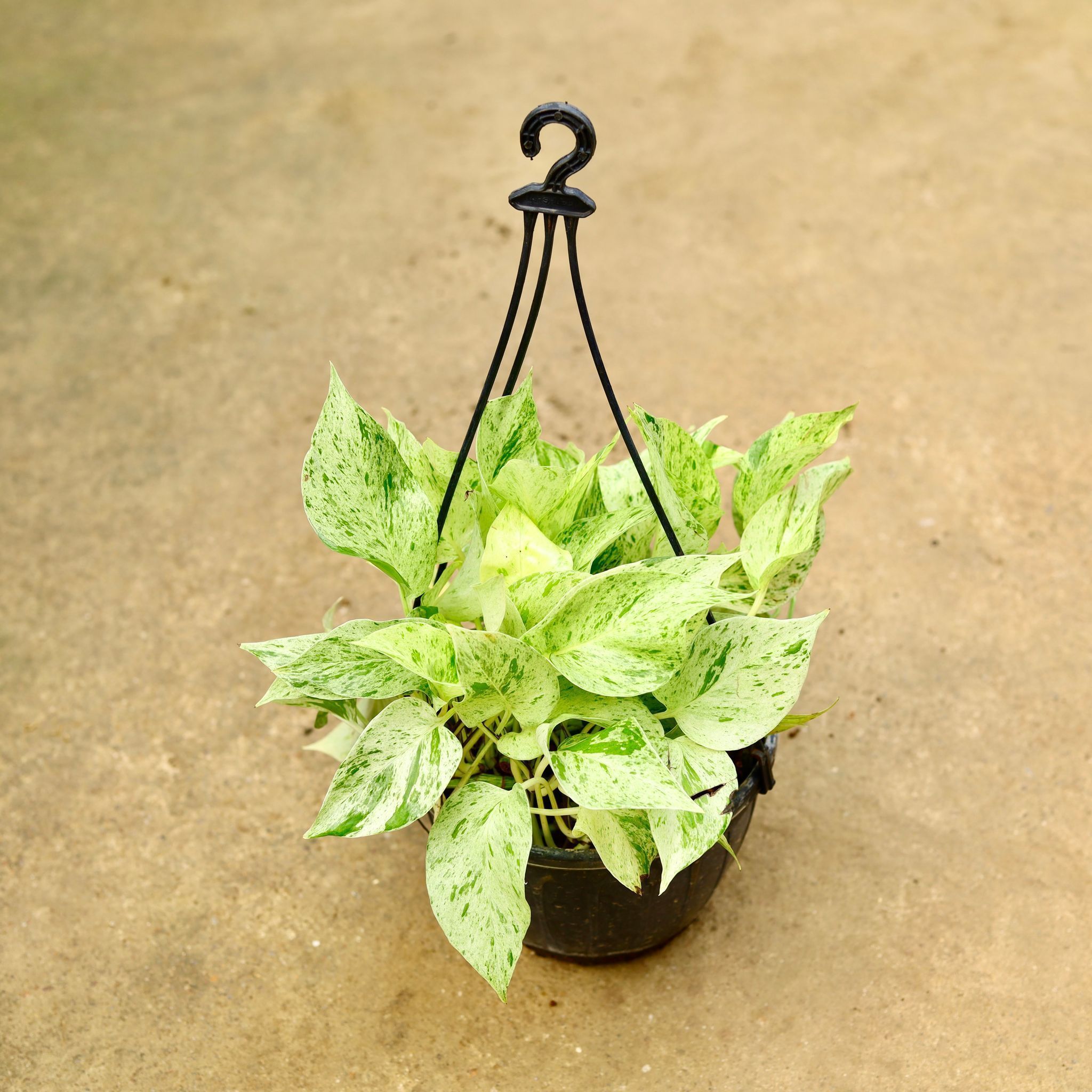 Money Plant Marble in 8 Inch Black Hanging Basket