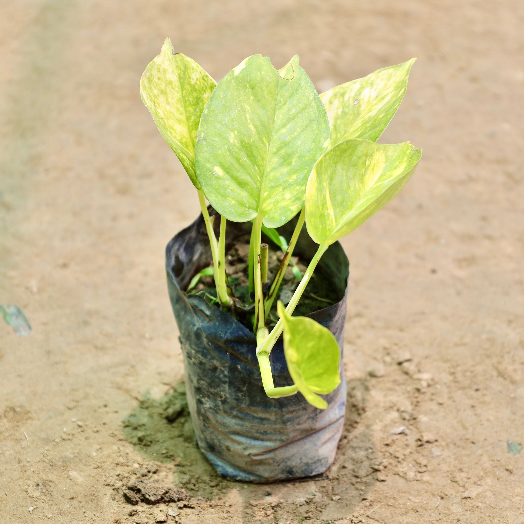 Money Plant in 4 Inch Nursery Bag