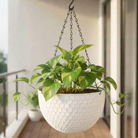 Money Plant in 6 Inch White Premium Cerana Plastic Hanging Basket