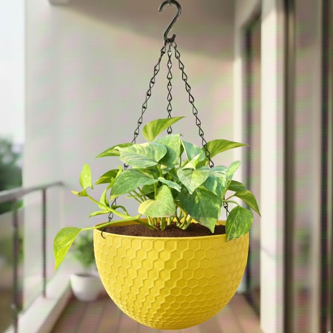 Money Plant in 6 Inch Yellow Premium Cerana Plastic Hanging Basket