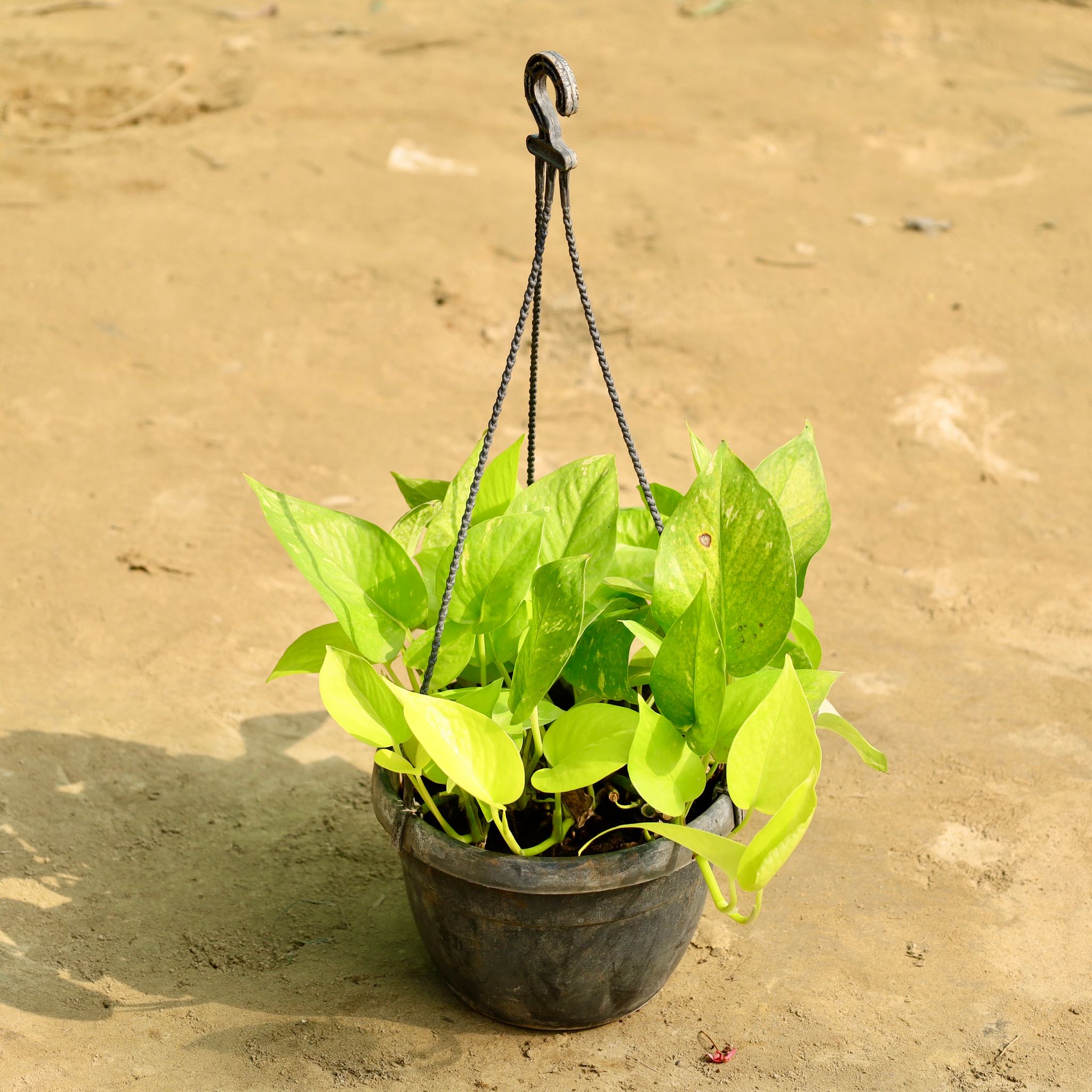 Money Plant in 8 Inch Hanging Basket (Any Colour)