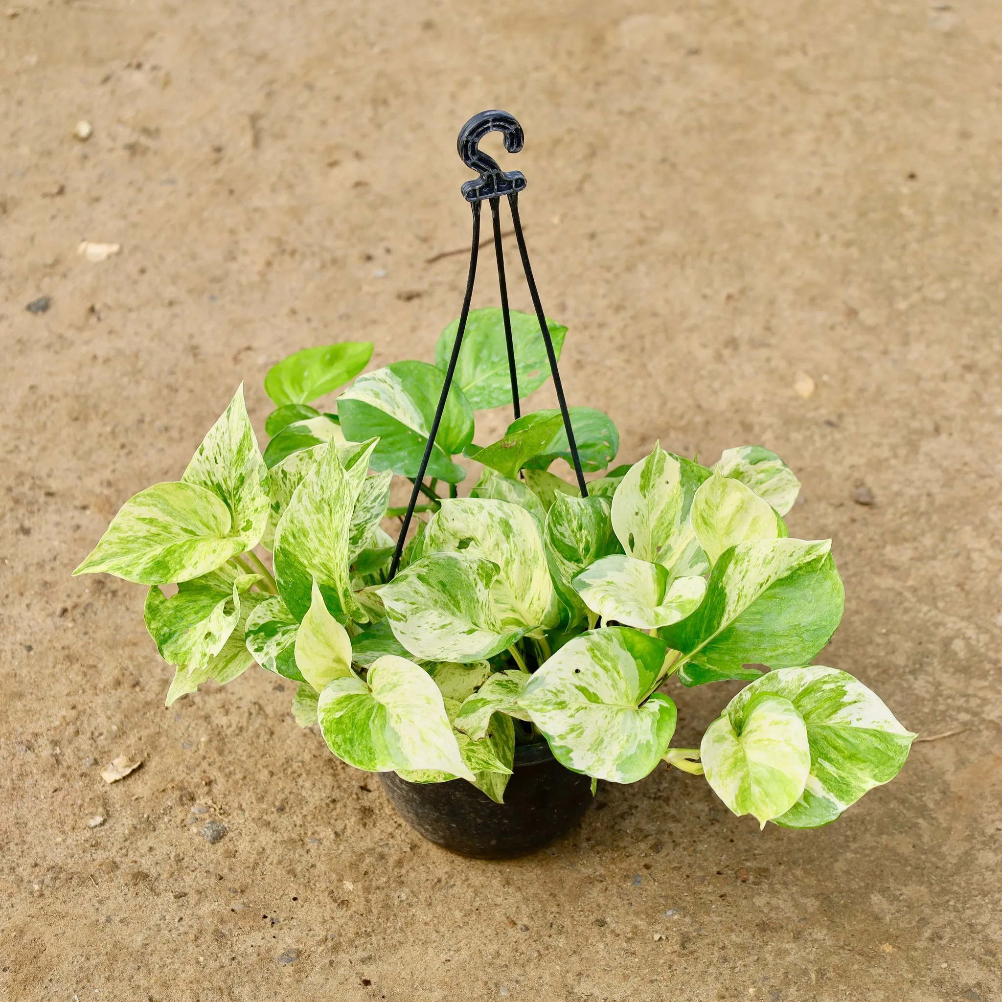 Money Plant Marble in 6 Inch Hanging Pot