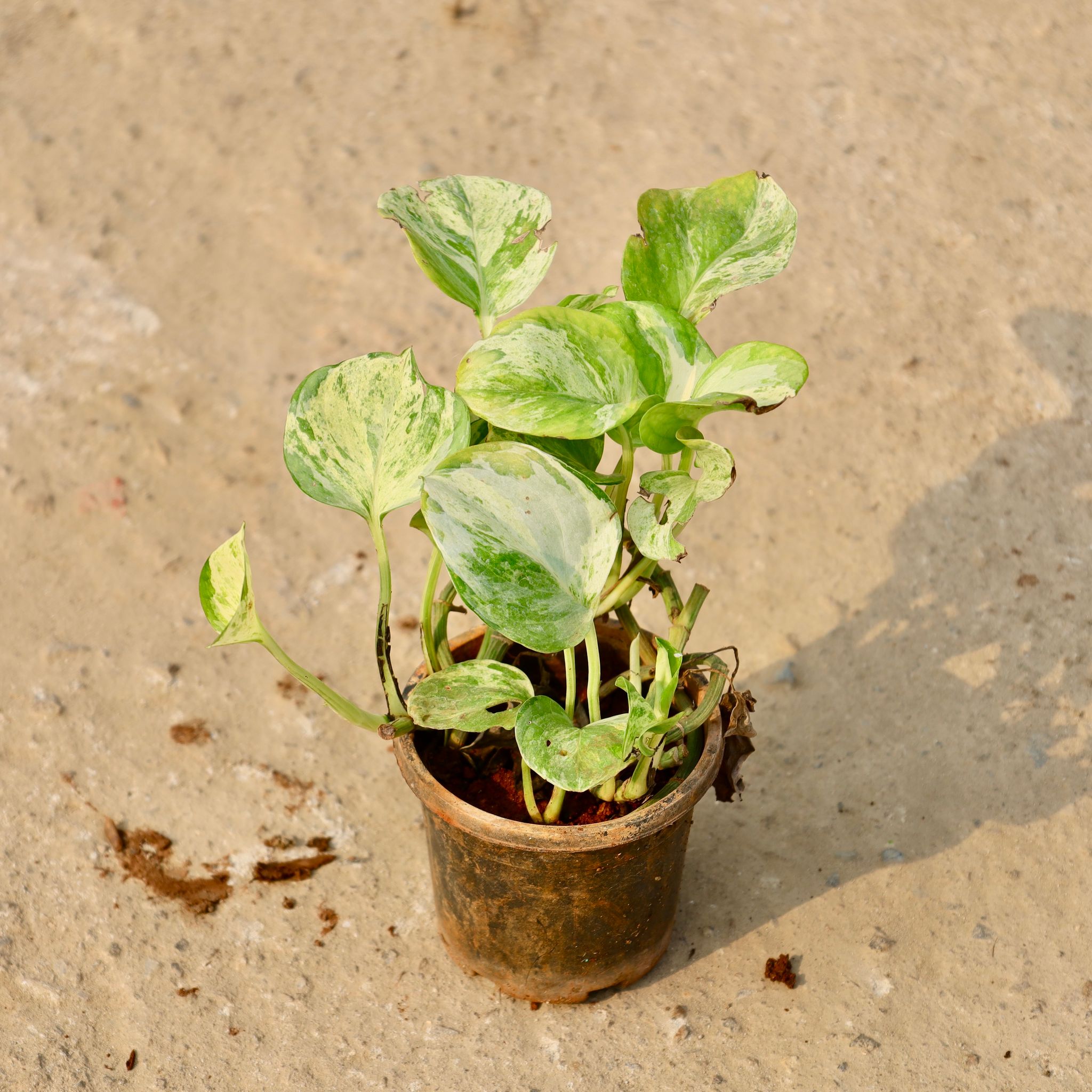 Money Plant Marble in 4 Inch Nursery Pot