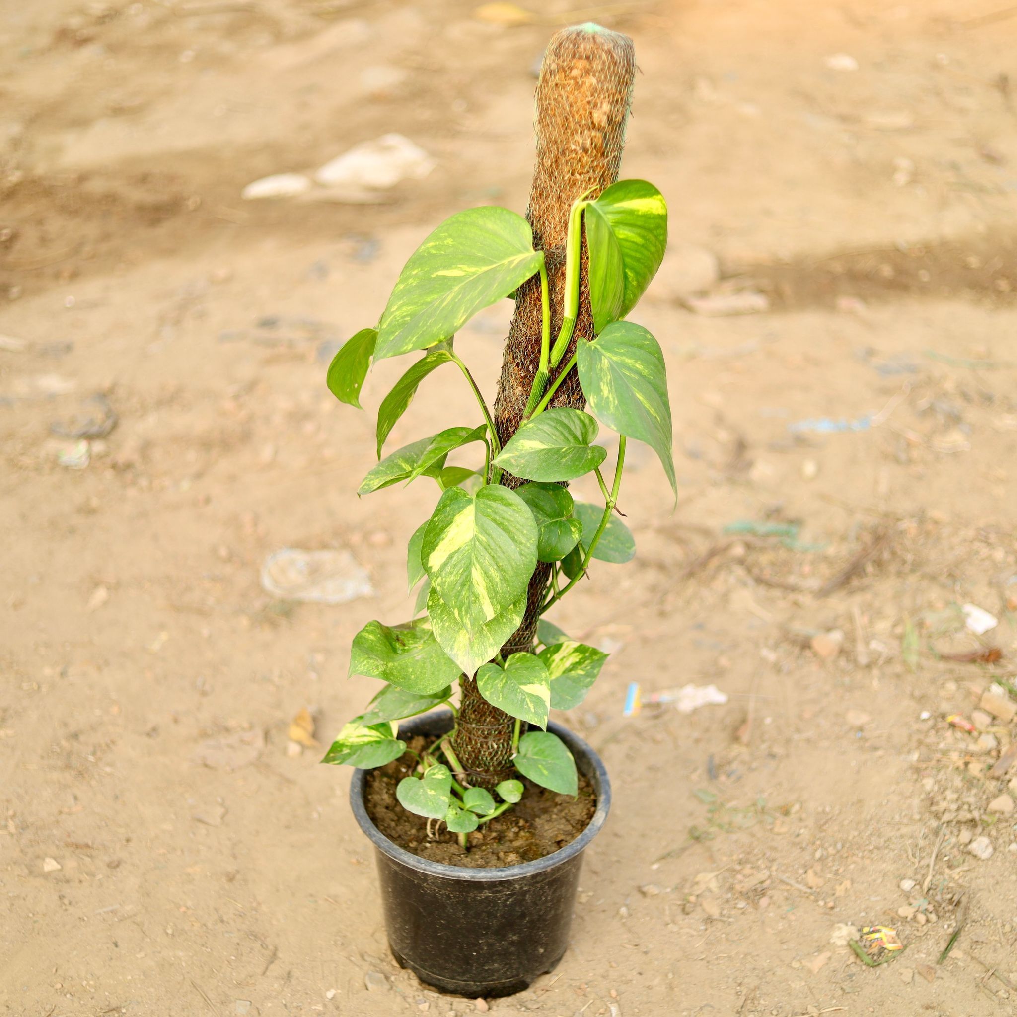 Money Plant Green with 2 Ft Moss Stick in 10 Inch Nursery Pot