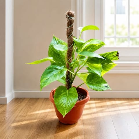 Money Plant Green With Moss Stick (~ 1 Ft) in 8 Inch Terracotta Red Olive Plastic Pot