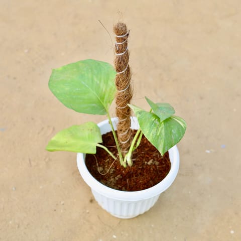 Money Plant Green With Moss Stick (~ 1 Ft) in 8 Inch White Olive Plastic Pot