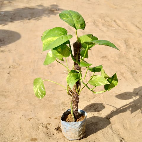 Money Plant Green With Moss Stick in 4 inch Nursery Bag
