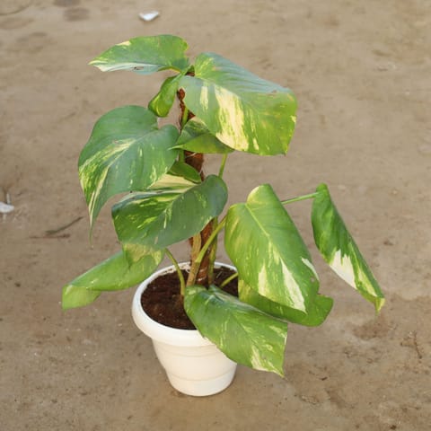 Money Plant Green With Moss Stick in 8 Inch White Classy Plastic Pot