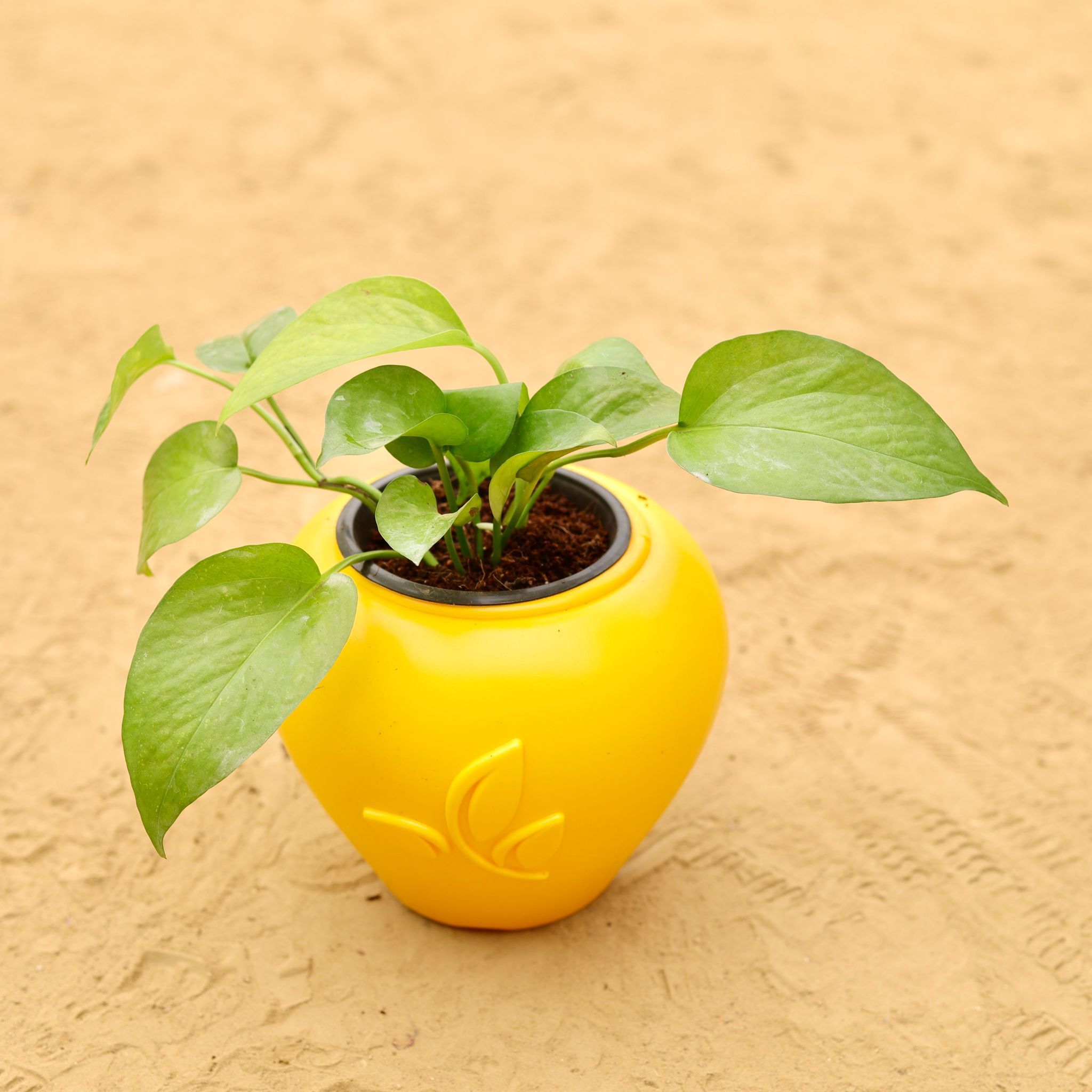 Money Plant Green in 7 Inch Yellow Premium Apple Leaf Plastic Pot